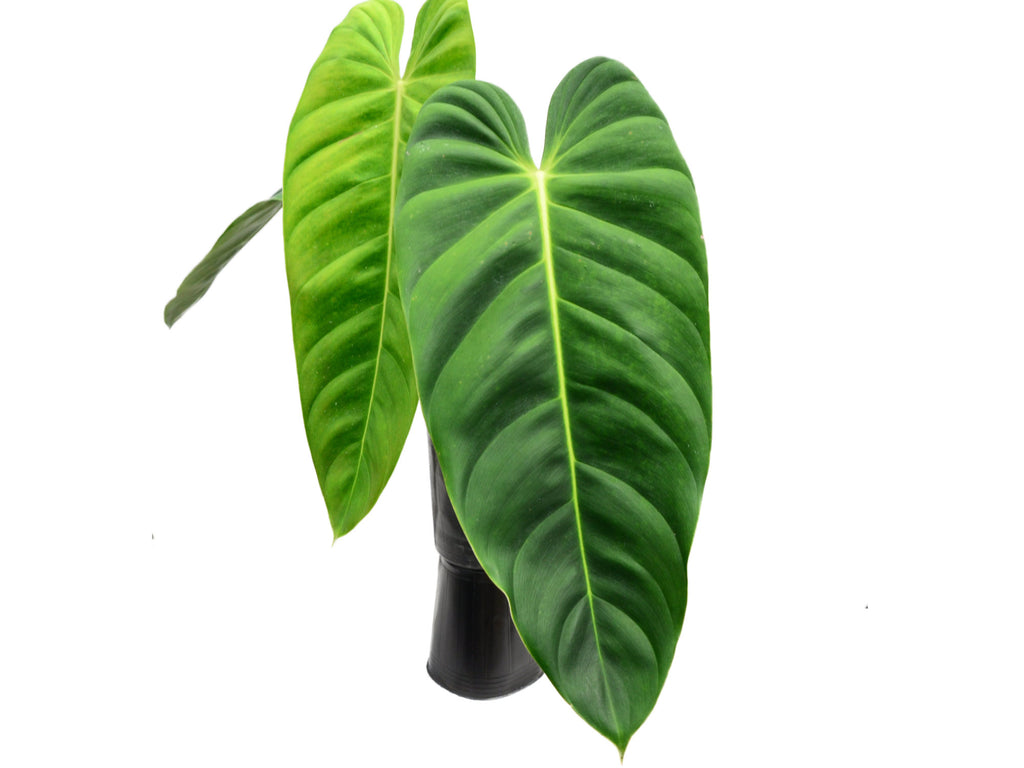 Philodendron esmeraldense