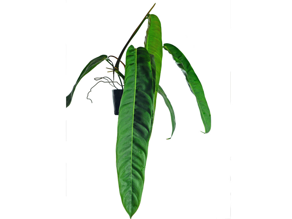 Philodendron patriciae