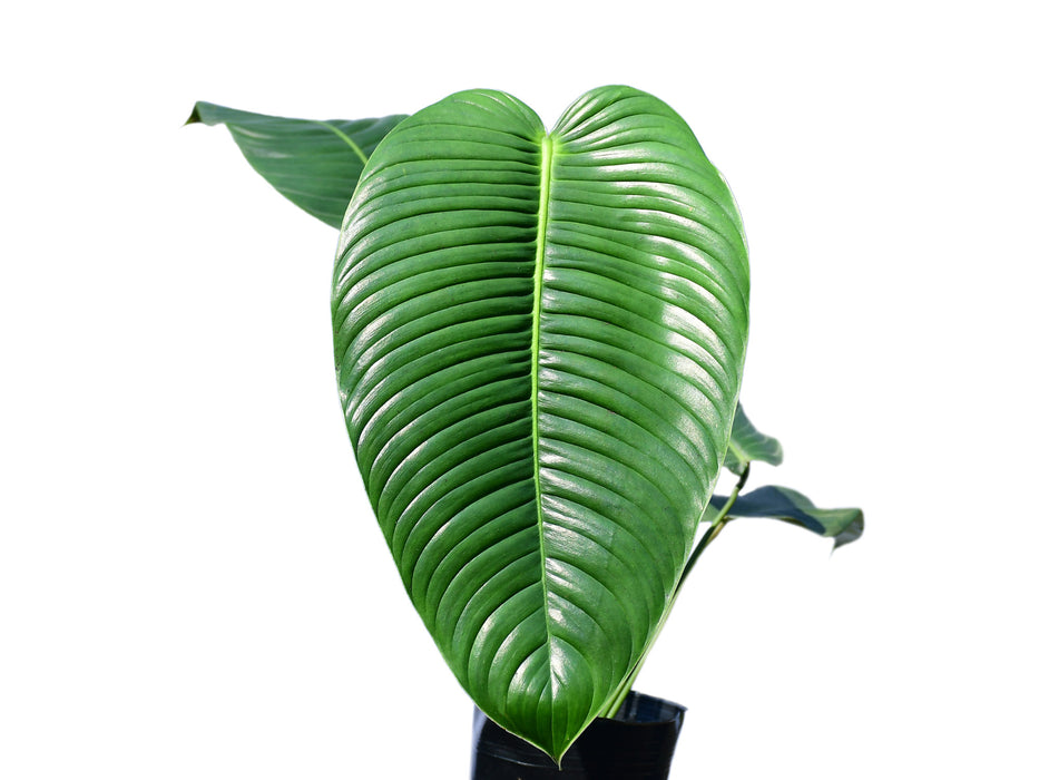 Philodendron scherberichii 'Ecuagenera'