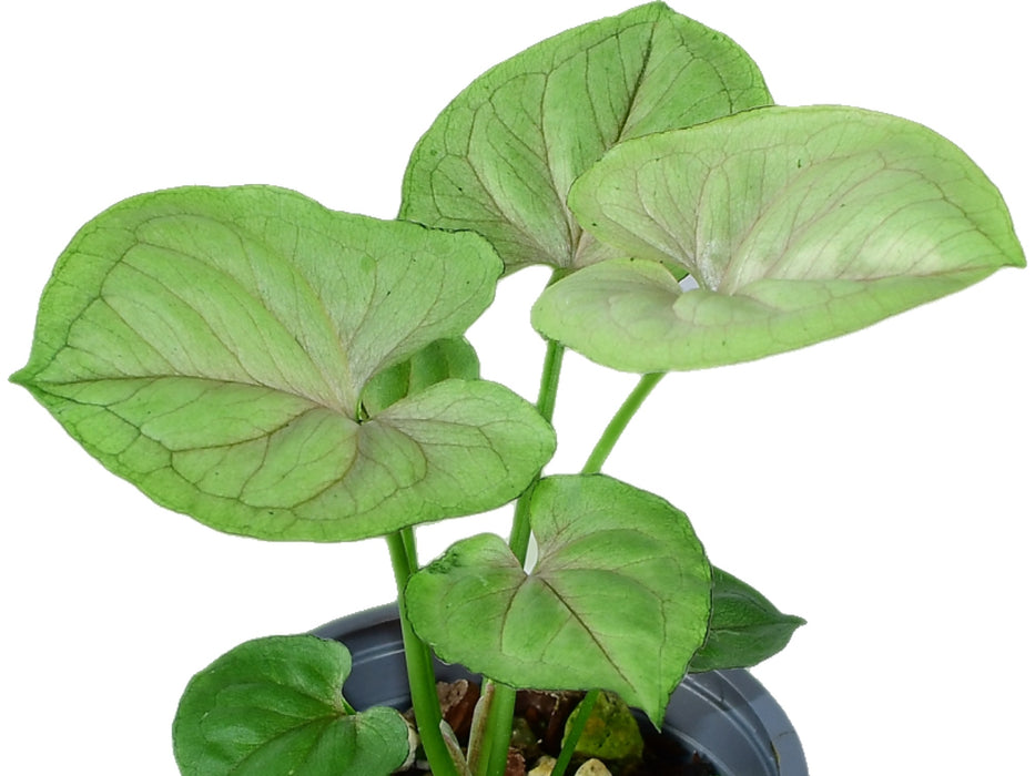 Syngonium podophyllum 'Freckles'  S (11 cm Topf)