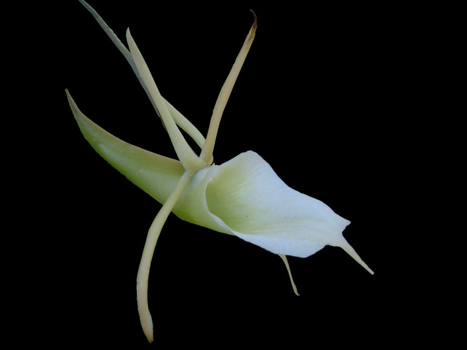 Angraecum eichlerianum