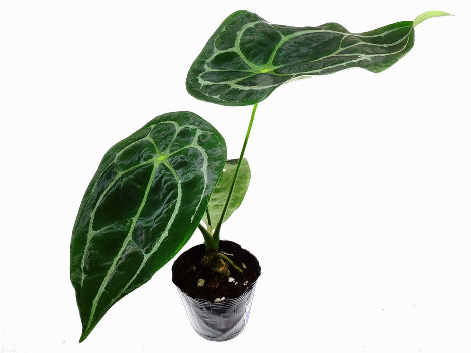 Anthurium forgetii 'White Stripes'