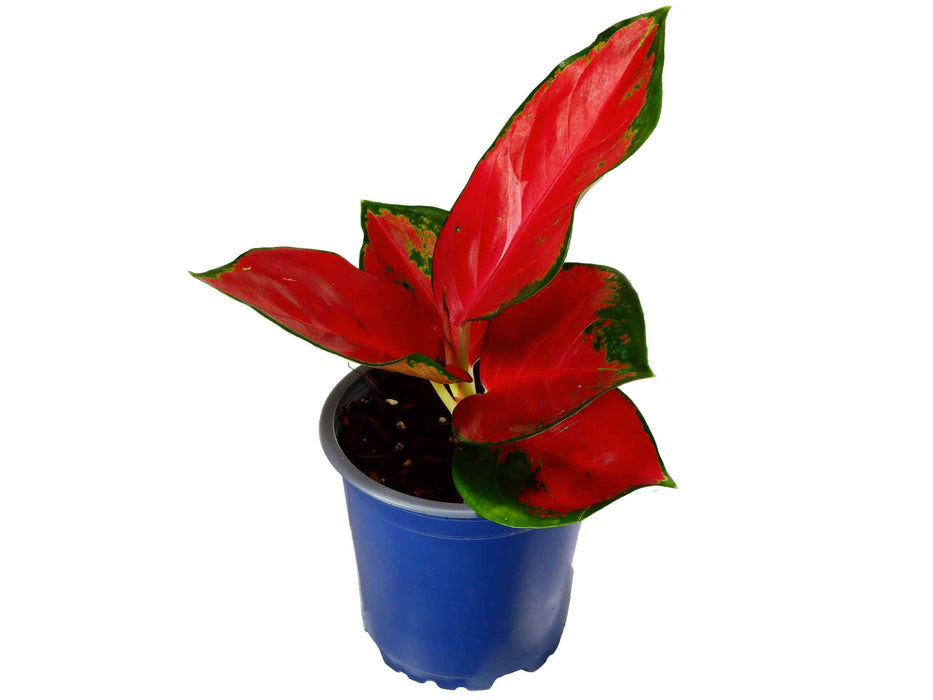 Aglaonema Deep Red