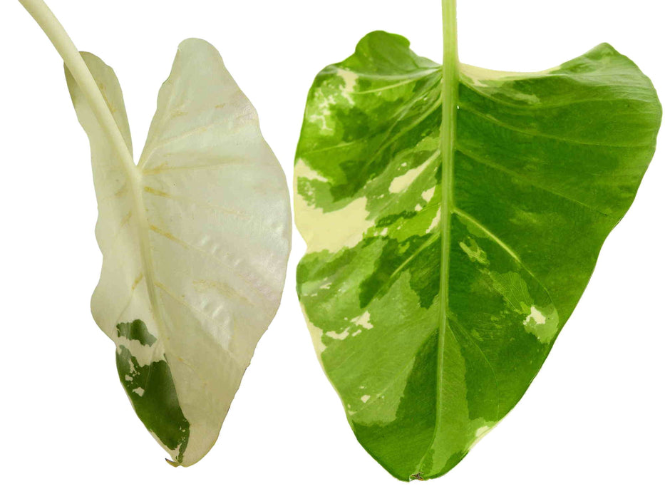 Alocasia macrorrhizos 'variegata'