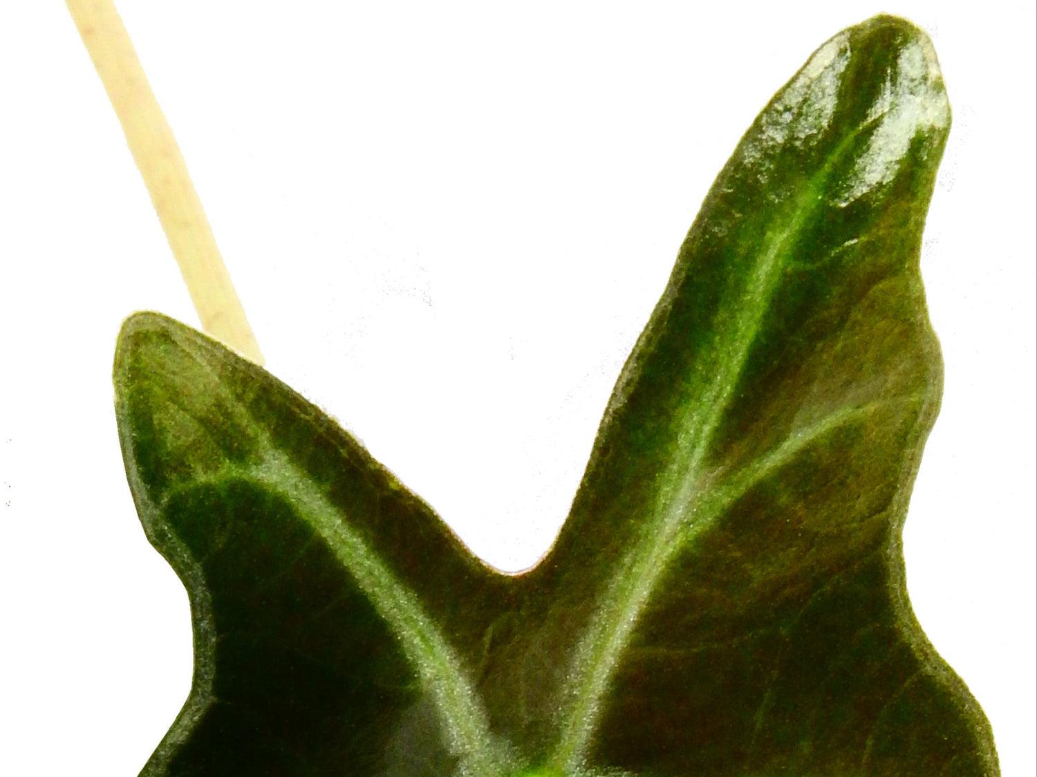 Alocasia sanderiana Nobilis XS (5,5cm Topf)