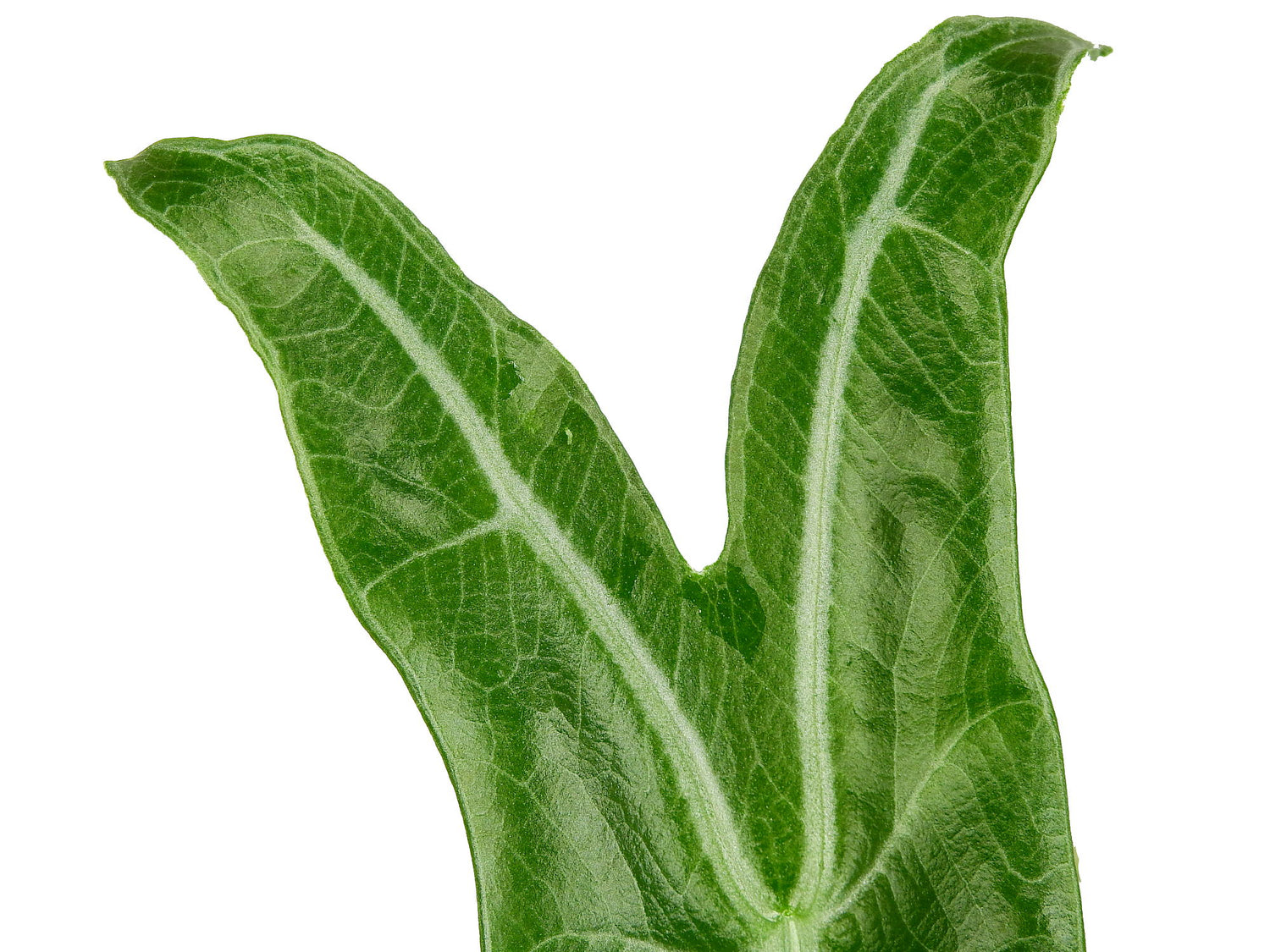 Alocasia species nova 'Narrow Borneo'