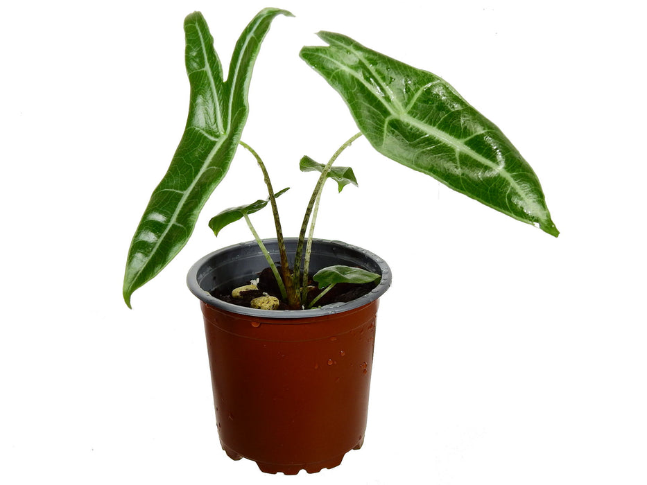 Alocasia species nova 'Narrow Borneo'