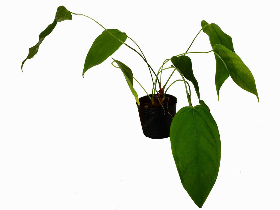 Anthurium balaoanum cf.