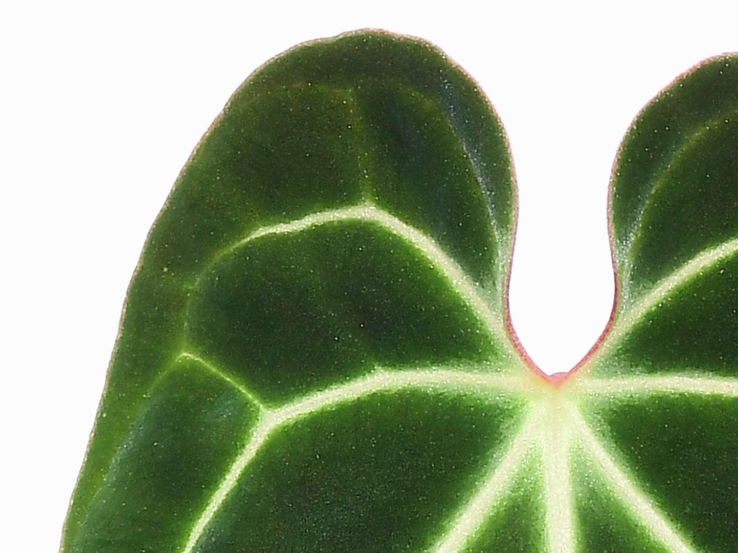 Anthurium besseae cf.