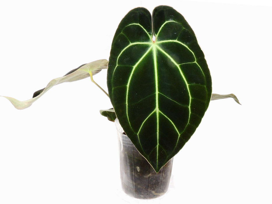 Anthurium besseae cf.