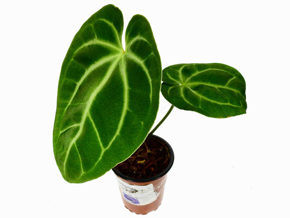 Anthurium besseae cf (Sämling)