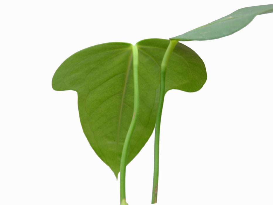 Anthurium bomboizense (medium)