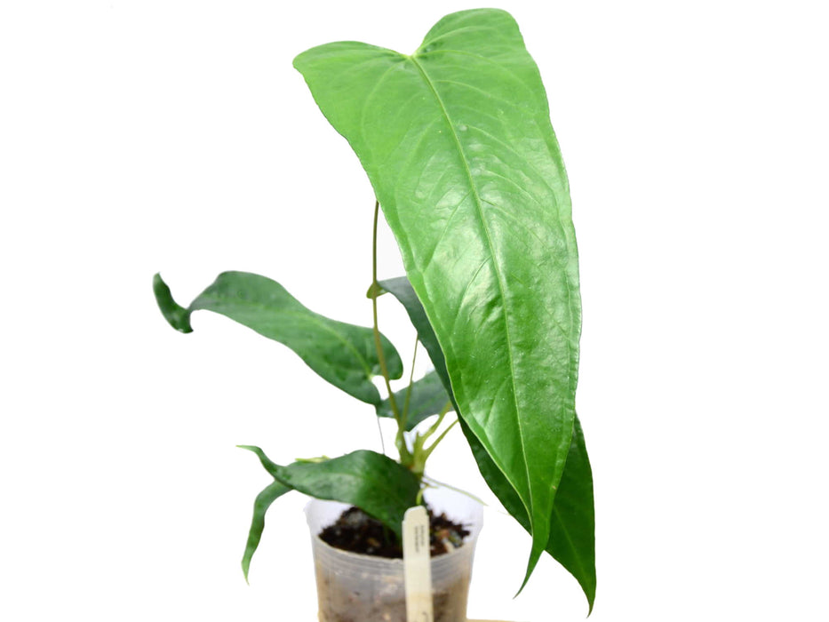 Anthurium breviscapum (seedling)