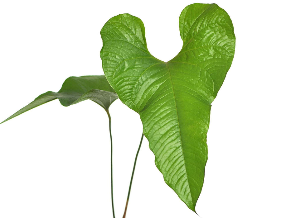 Anthurium brownii 'No 5'