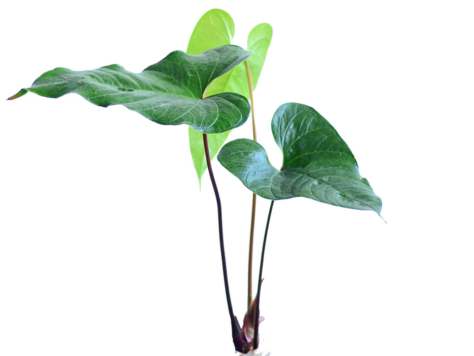 Anthurium cabrerense