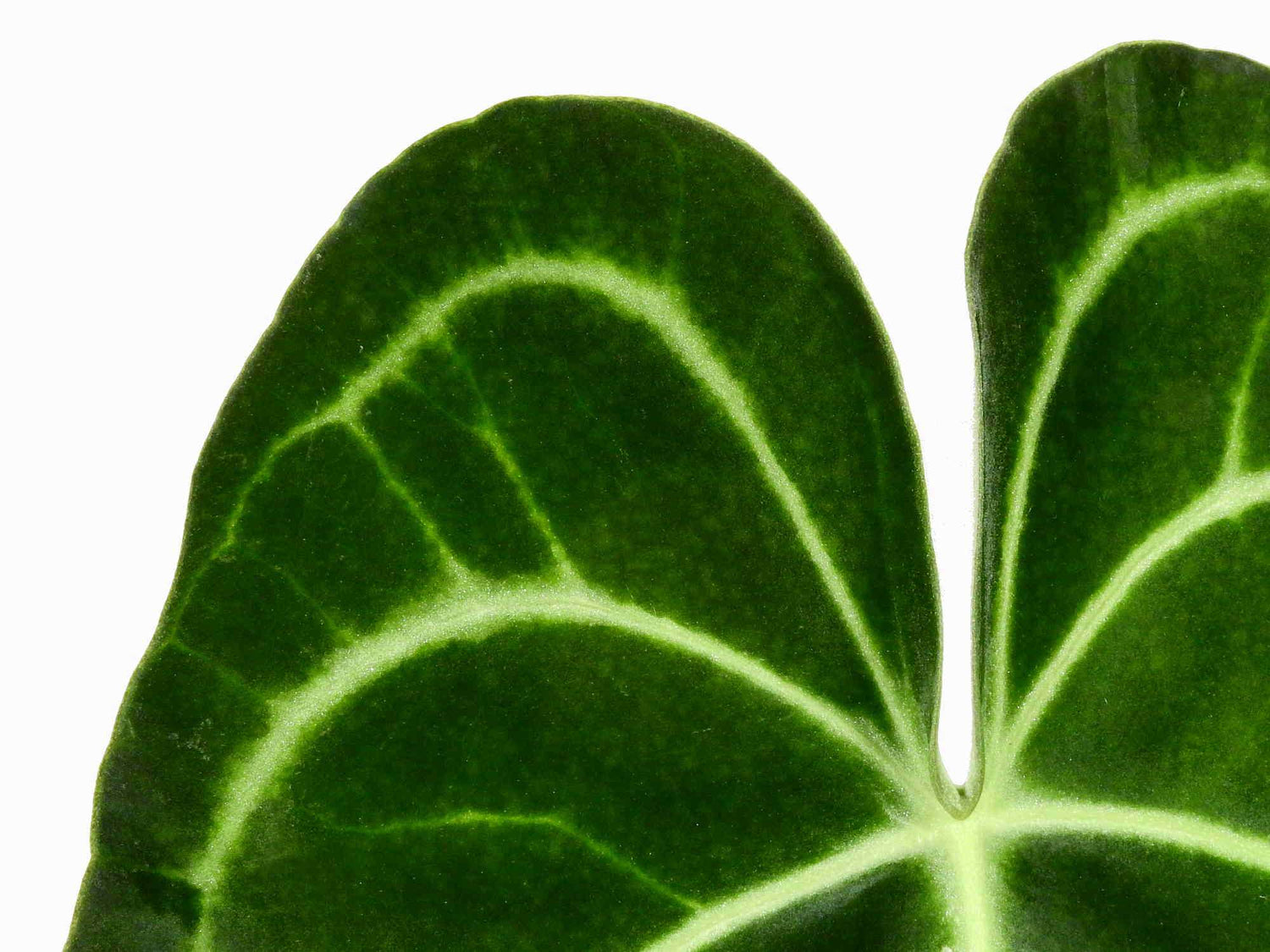 Anthurium clarinervium