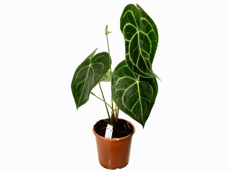 Anthurium clarinervium