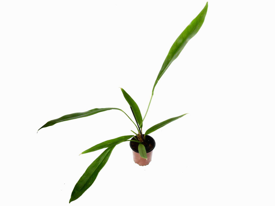 Anthurium coriaceum