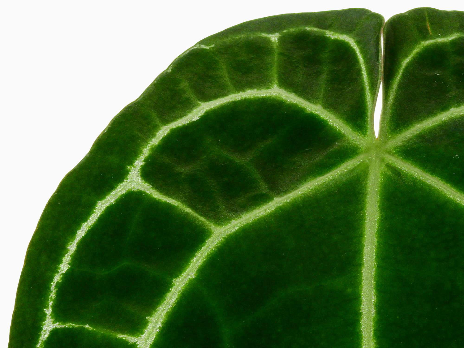 Anthurium crystallinum