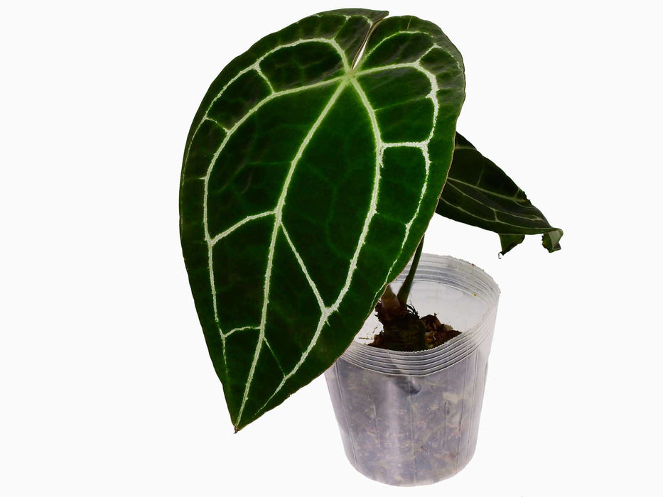 Anthurium crystallinum