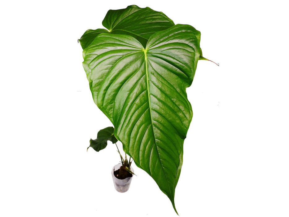 Anthurium cuspidatum