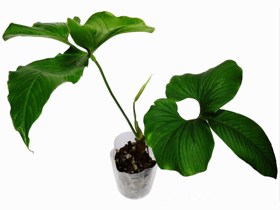 Anthurium draconopterum s