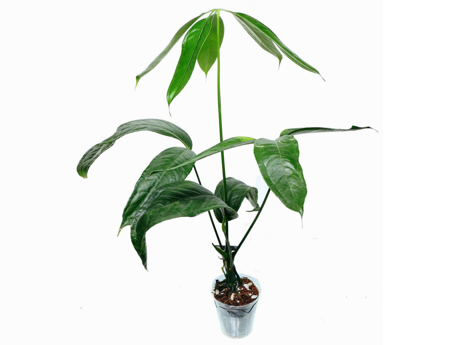 Anthurium eminens