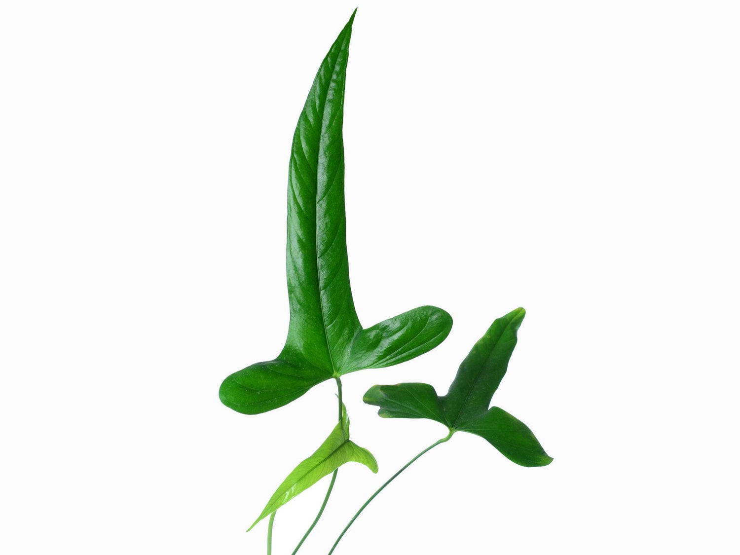 Anthurium rimbachii (syn.: falcatum) 'Ecuagenera'