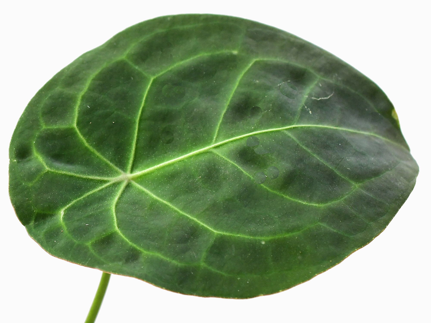 Anthurium forgetii