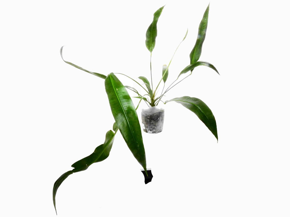Anthurium fornicifolium