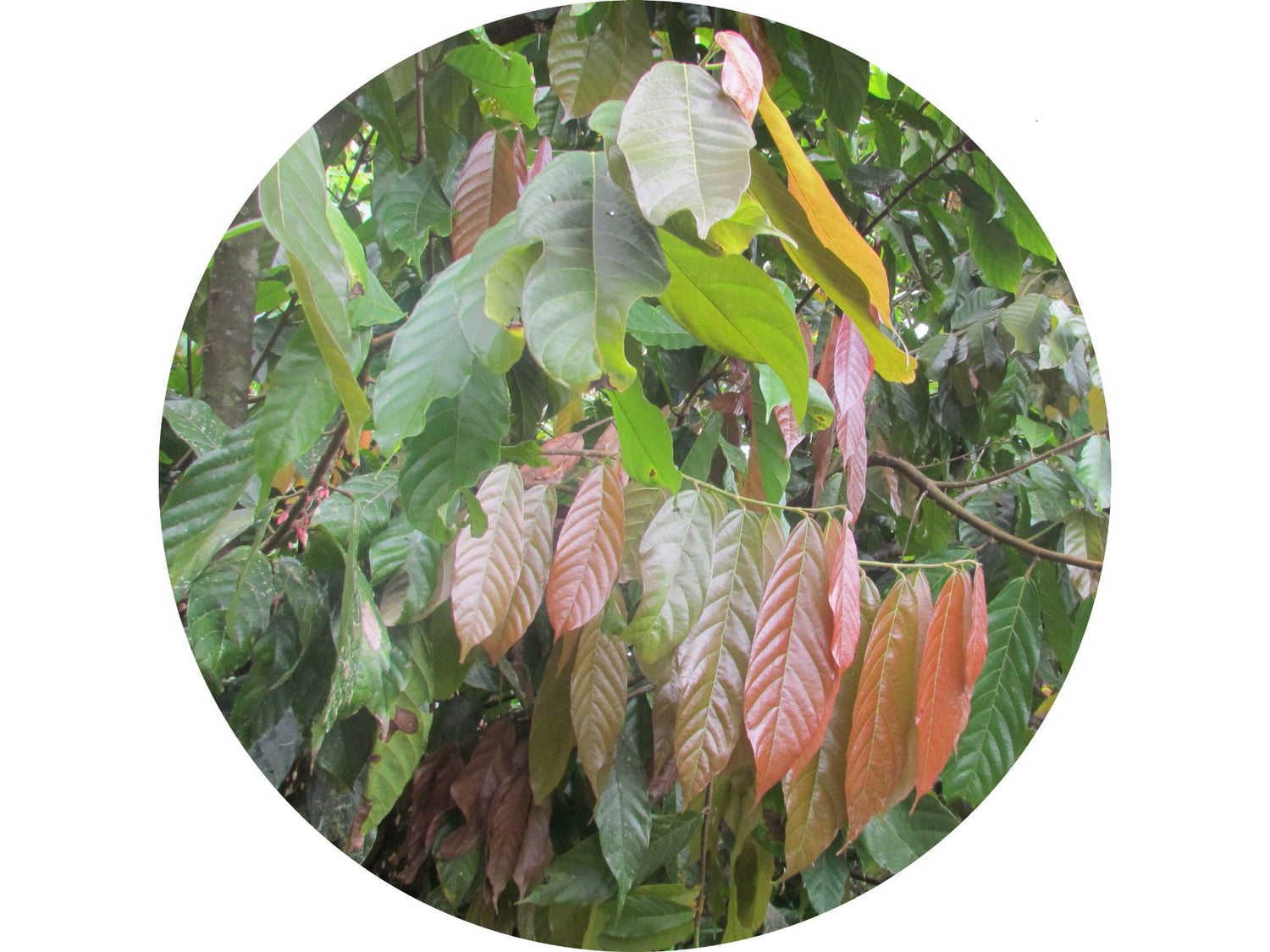 Anthurium pallidiflorum  'Guayusa'