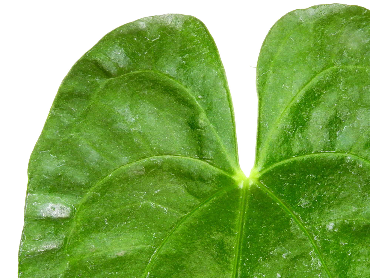 Anthurium magnificum 'Verde' S