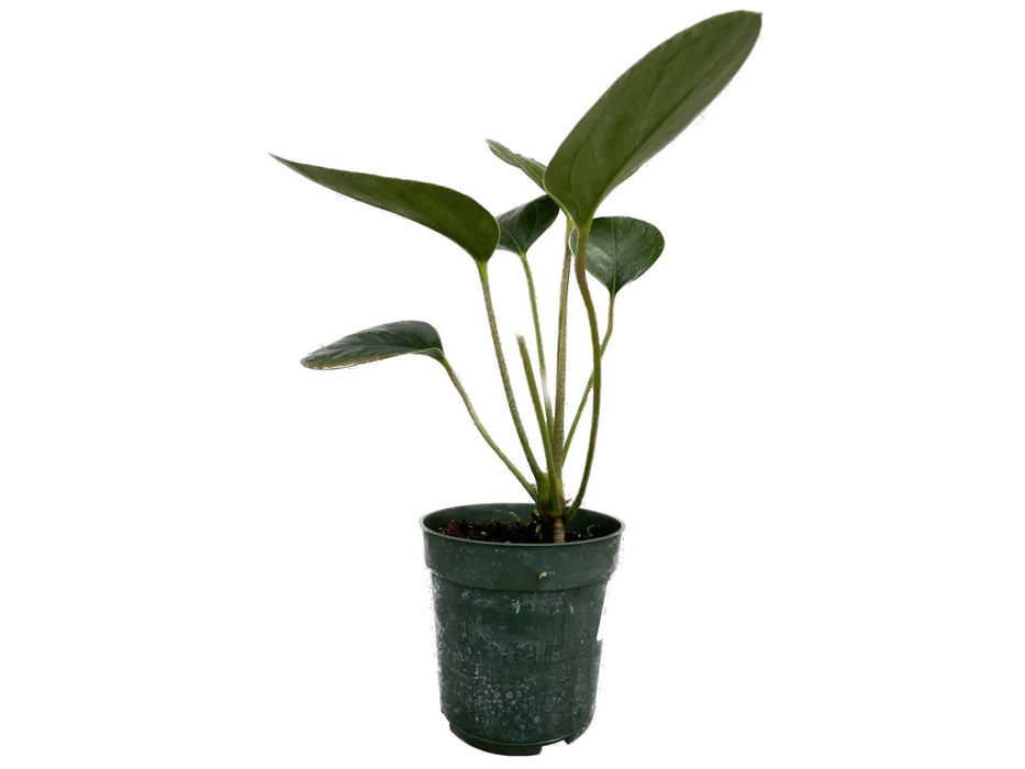 Anthurium michelii S