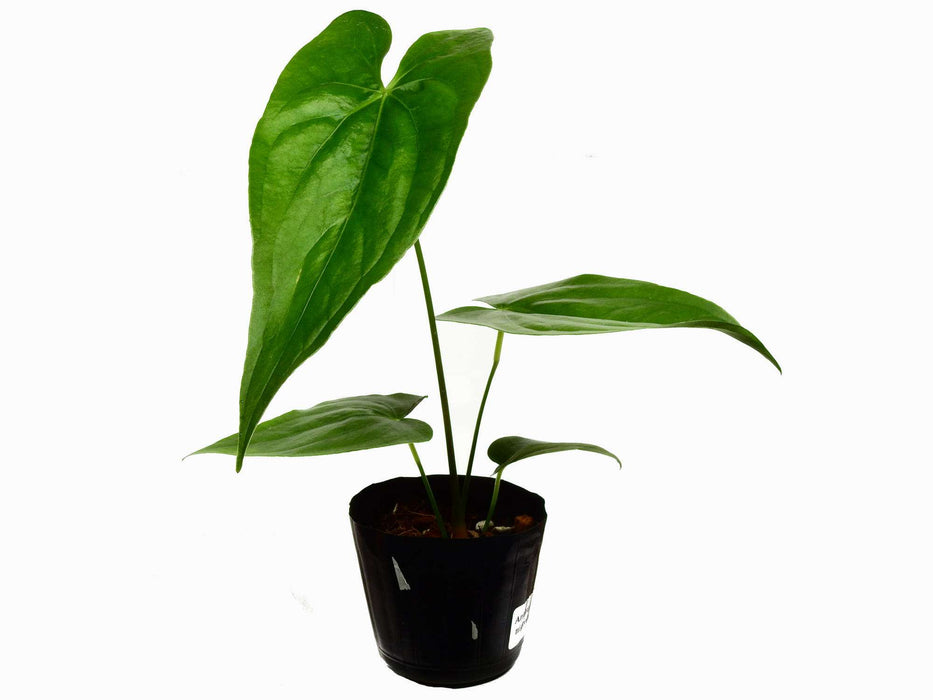 Anthurium nigrolaminum