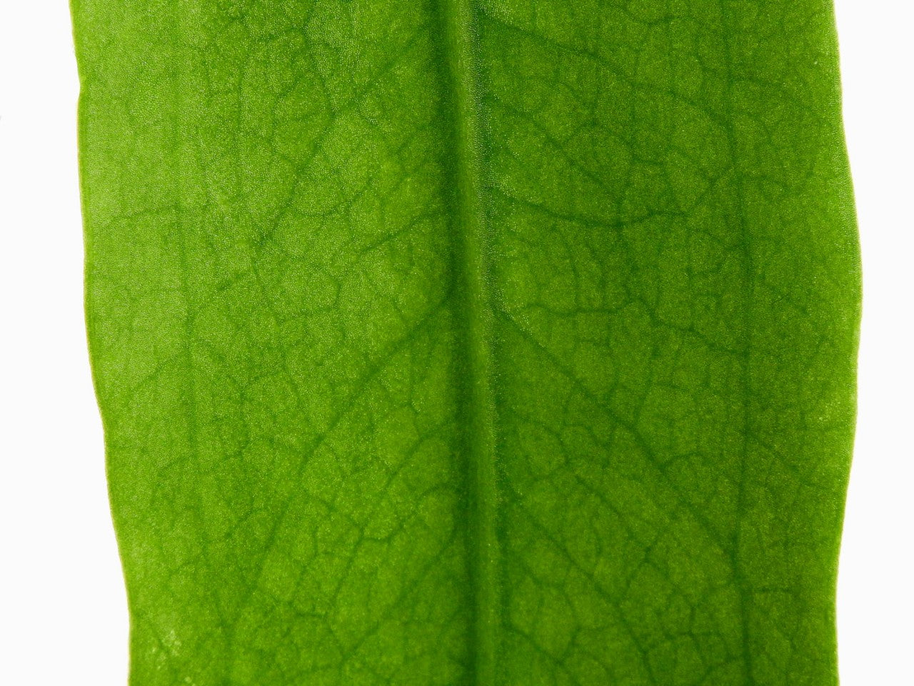 Anthurium pallidiflorum