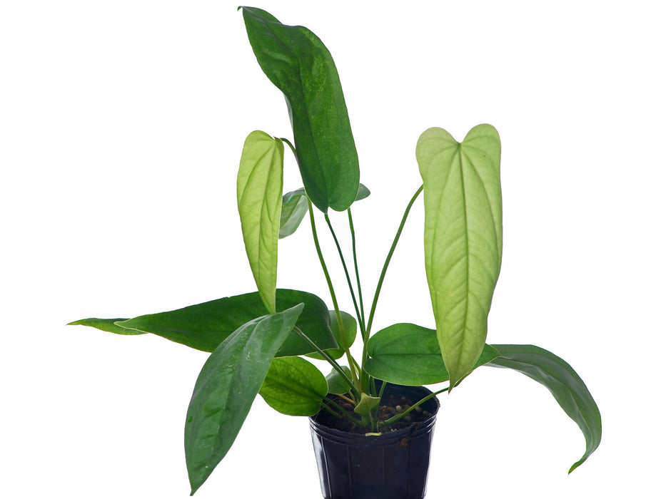 Anthurium pandurilaminum