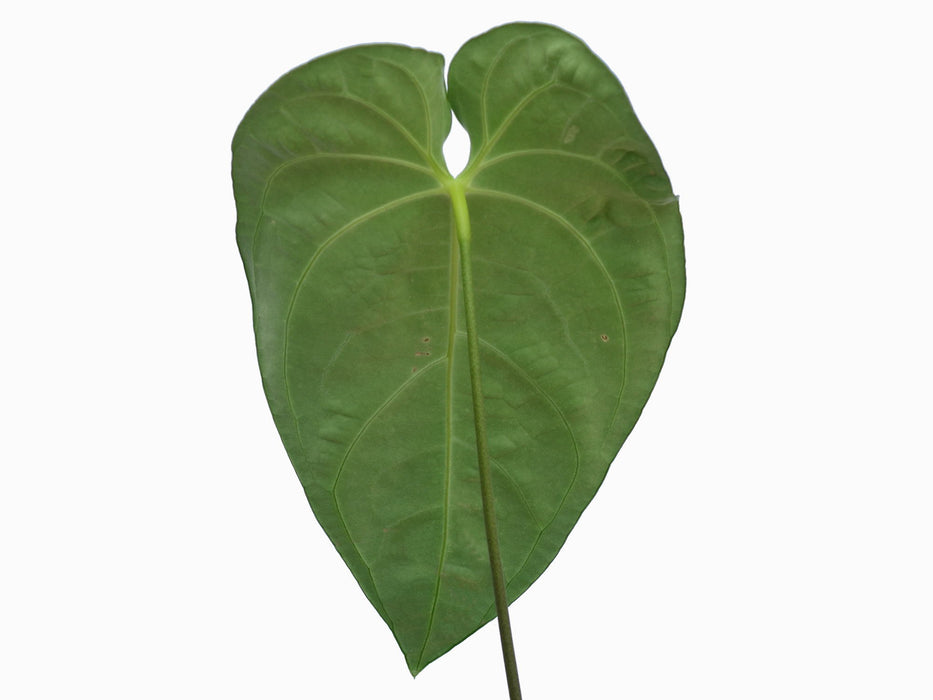 Anthurium regale M