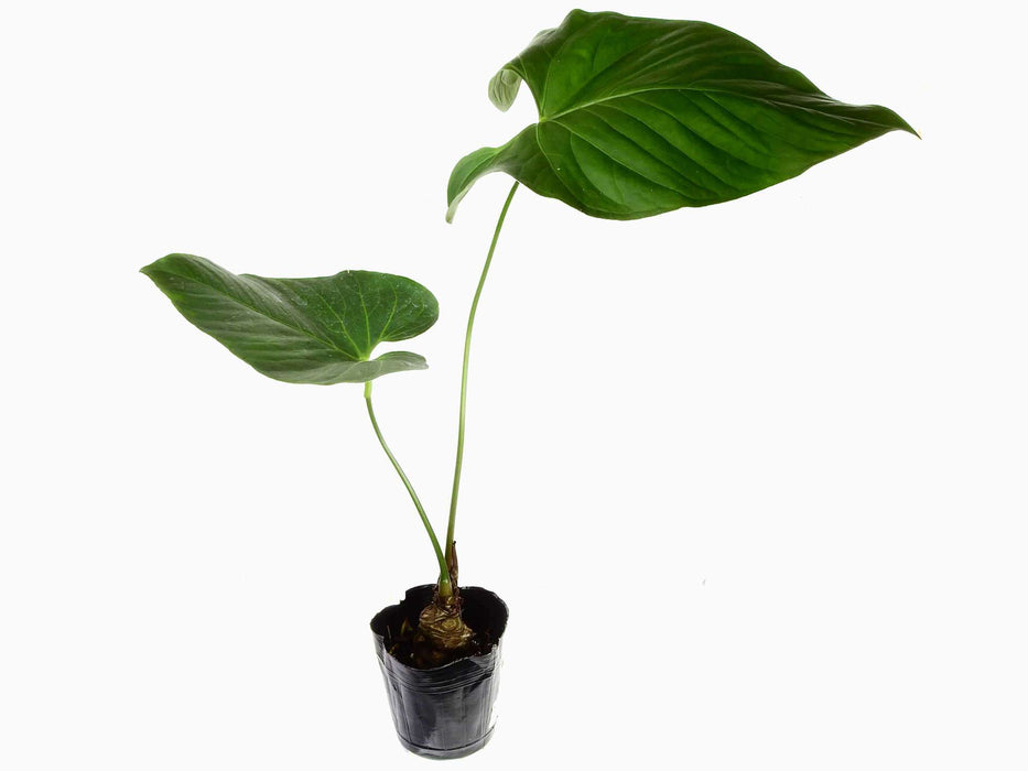 Anthurium regale cf.