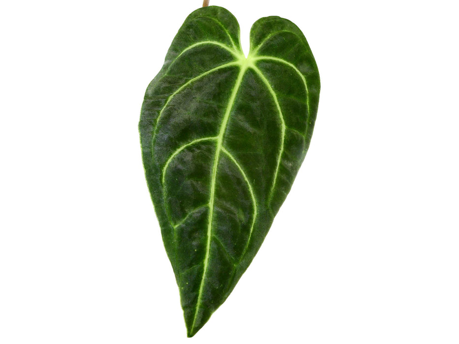 Anthurium regale S