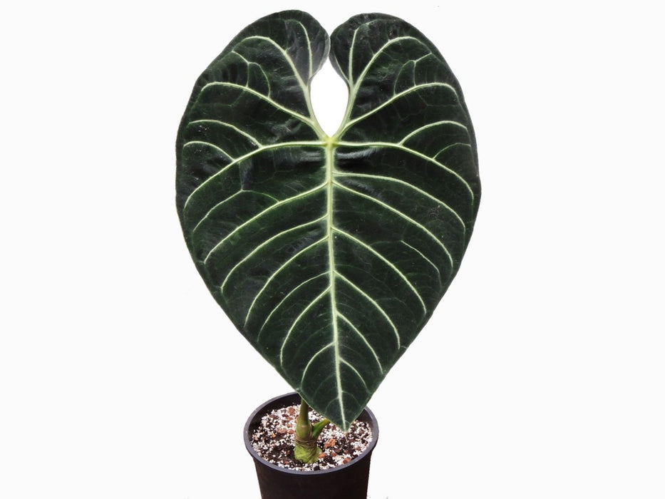 Anthurium regale M