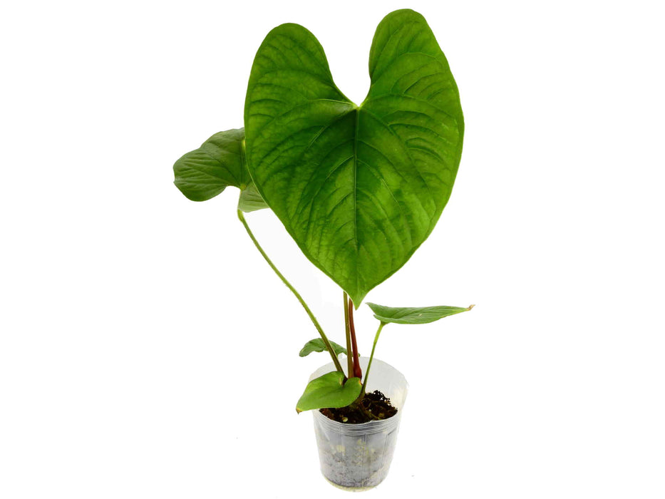 Anthurium rubrinervium