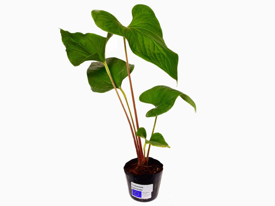 Anthurium sagittatum