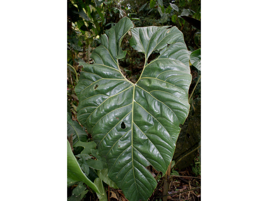 Anthurium decipiens (aka Anthurium salgarense)