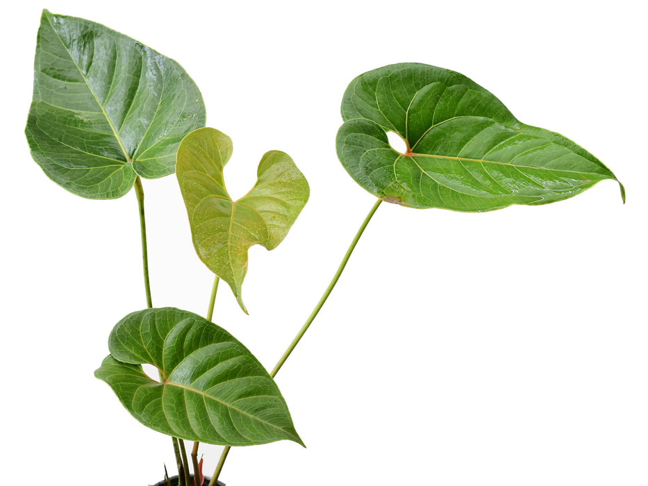 Anthurium decipiens (aka Anthurium salgarense)