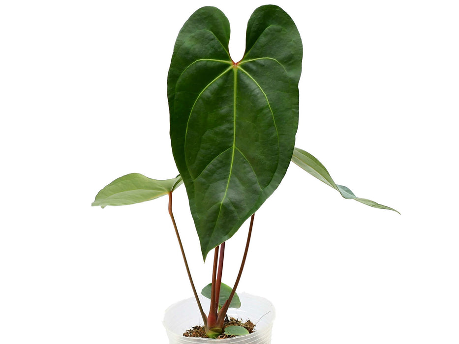 Anthurium Shuar Princess