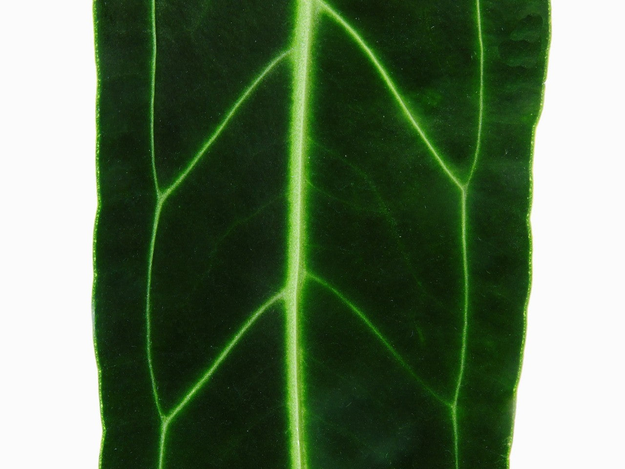 Anthurium warocqueanum (Sämling)
