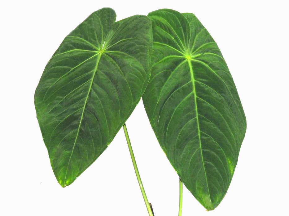 Anthurium waterburyanum S