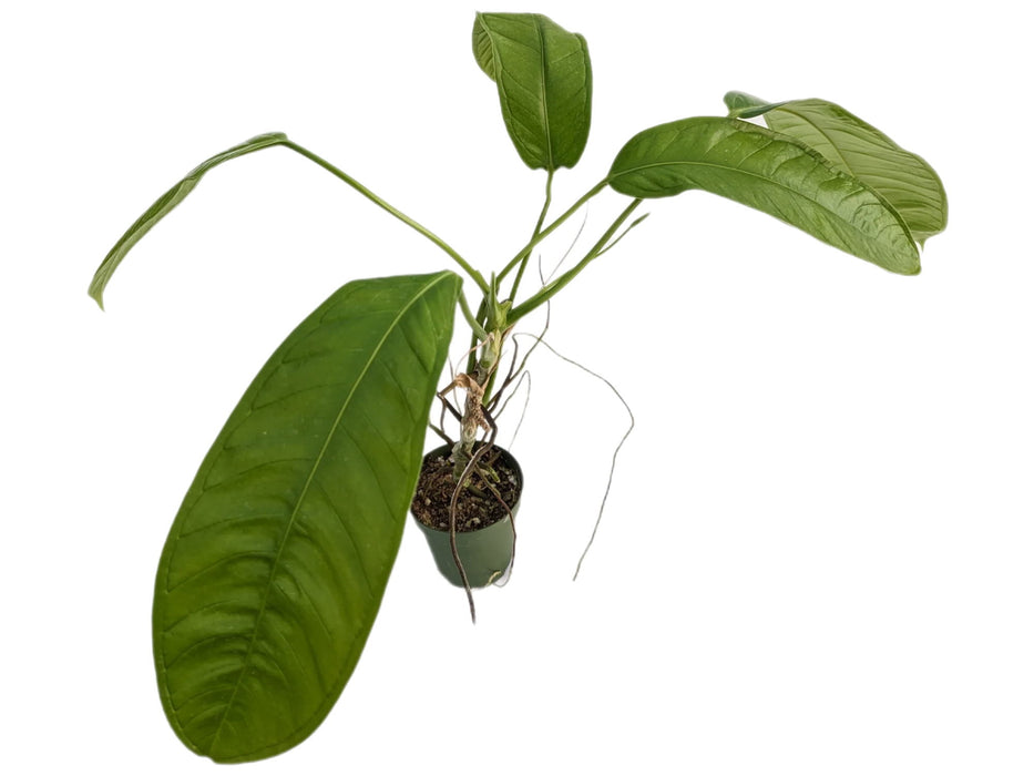 Anthurium lutheri cf. 'Ecuagenera'