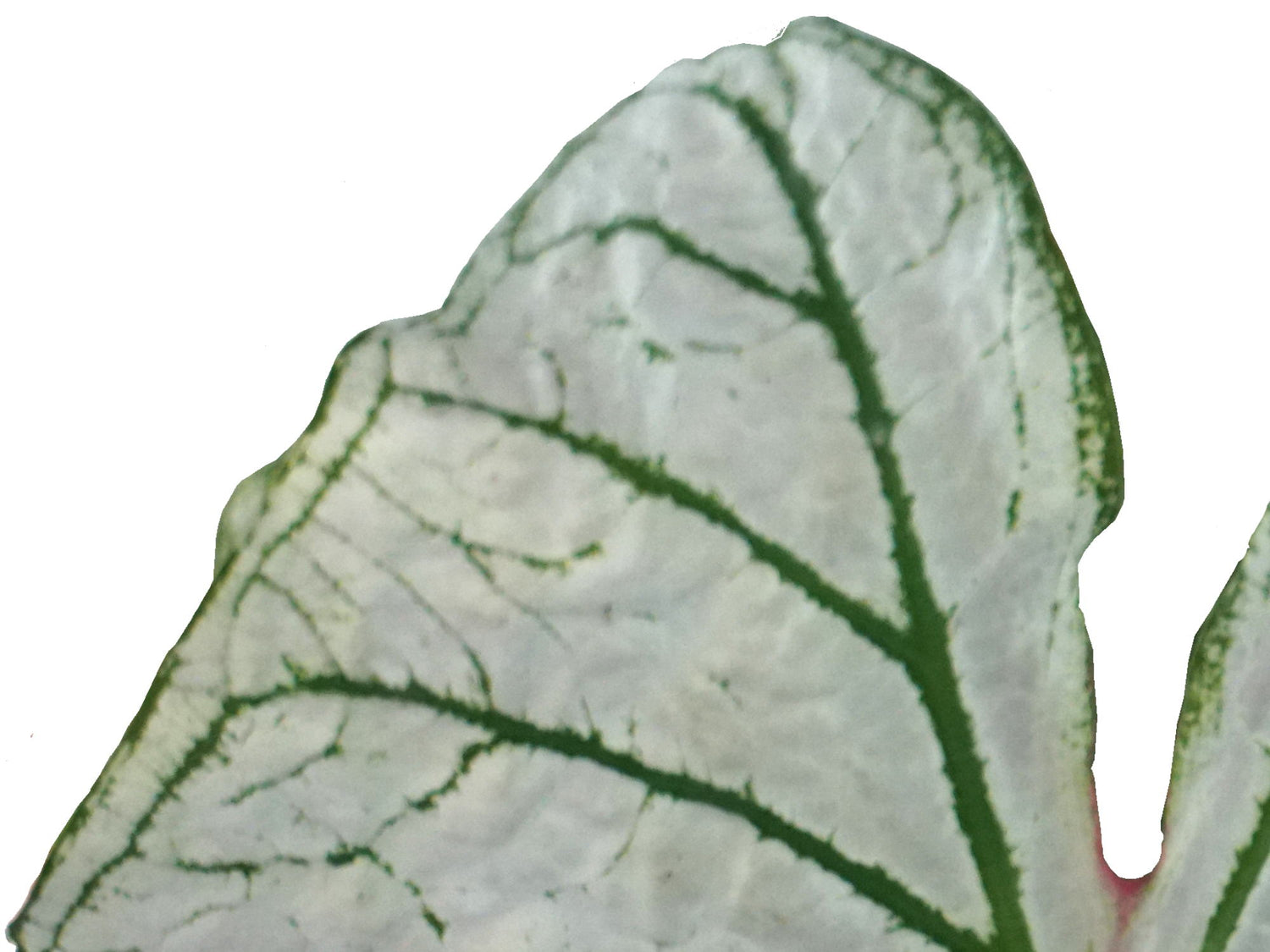 Caladium bicolor 'Candidum'