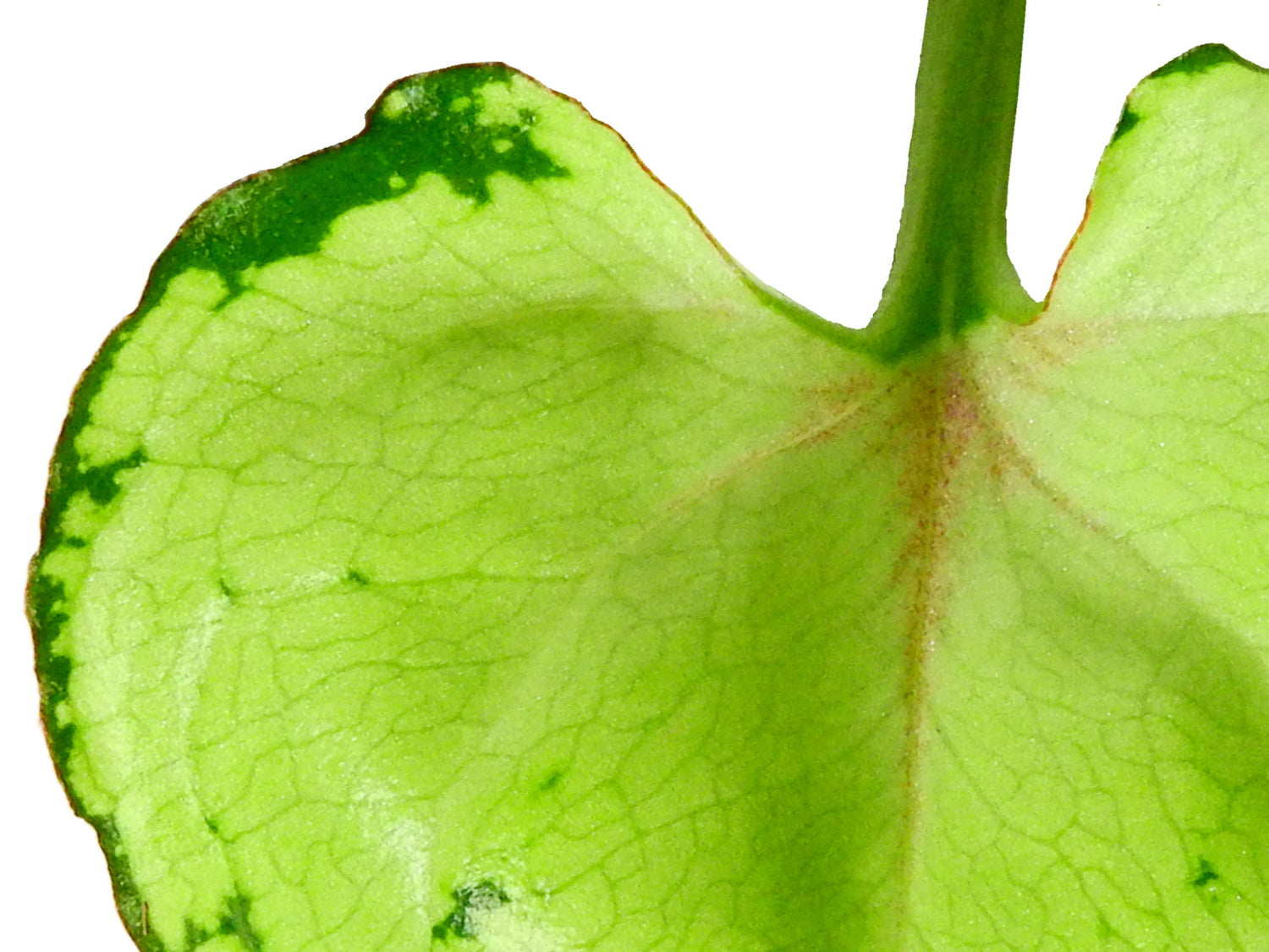 Syngonium podophyllum 'Freckles'  XS (5,5cm Topf)